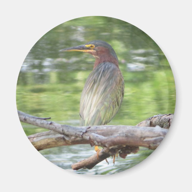 Green Heron magnet (Front)