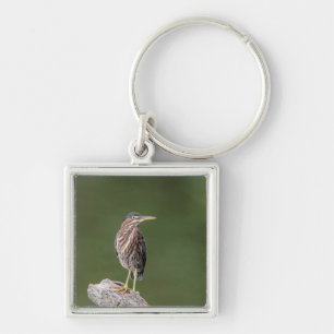 Green Heron on a log Key Ring