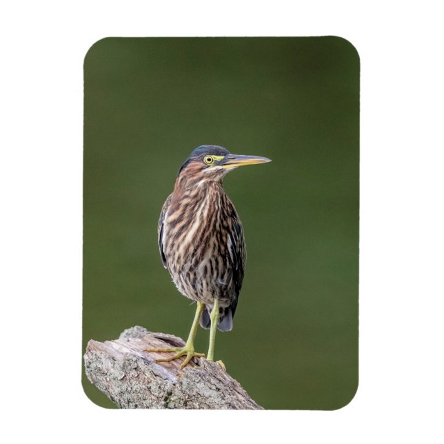 Green Heron on a log Magnet (Vertical)