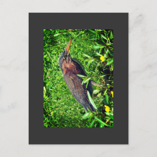 Green heron postcard