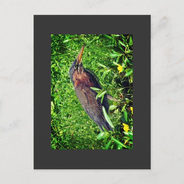 Green heron postcard (Front)