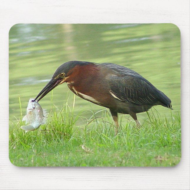 Green Heron with fish Mousepad 2 (Front)