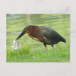 Green Heron with fish Postcard