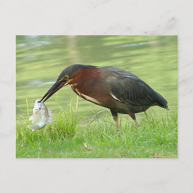 Green Heron with fish Postcard (Front)