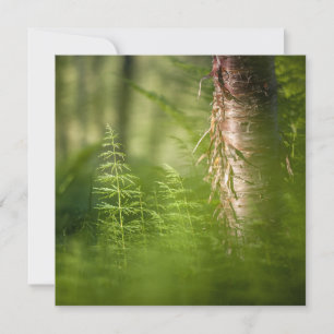 Green Horsetail Nature Photo Card