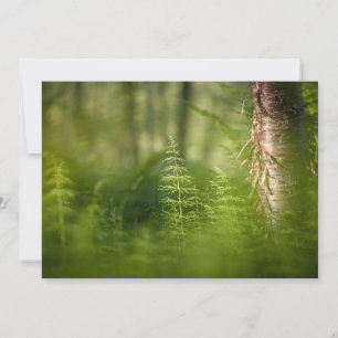 Green Horsetail Photo Card