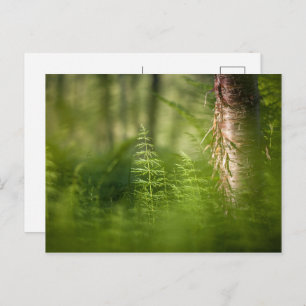 Green Horsetail Photo Holiday Postcard