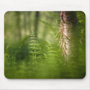 Green Horsetail Photo Mouse Pad