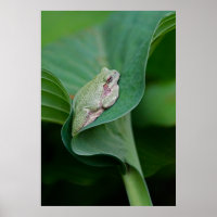 Green Hosta Leaf and Frog