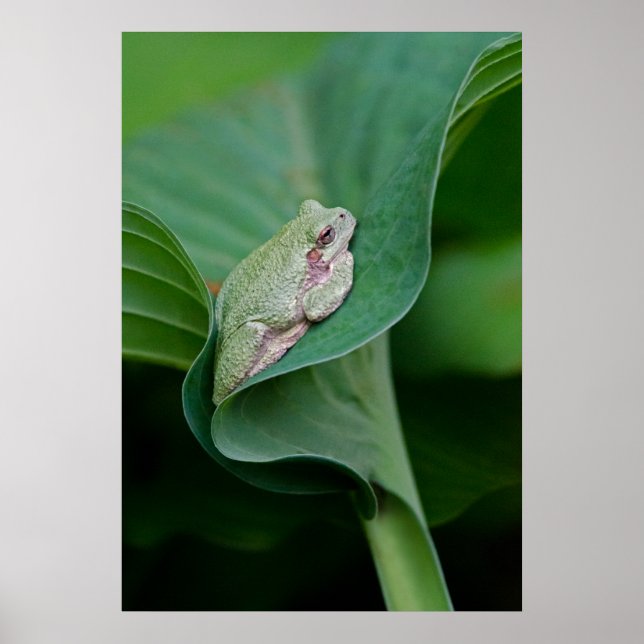 Green Hosta Leaf and Frog Poster (Front)