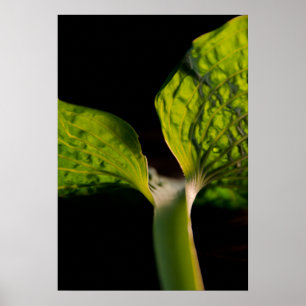 Green Hosta Leaf on Black Poster