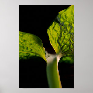 Green Hosta Leaf on Black Poster