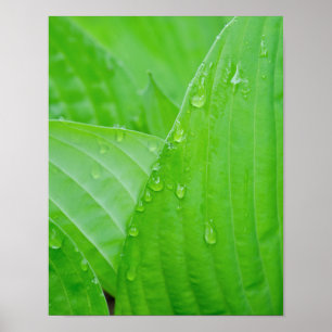 Green Hosta Leaves and Water Droplets Poster