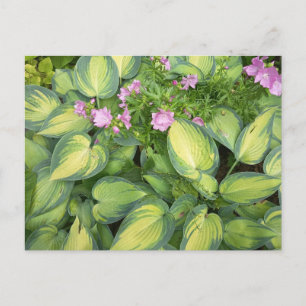 Green Hosta Leaves Botanical Floral Greeting Card