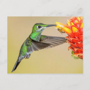 Green Hummingbird & Bee Postcard