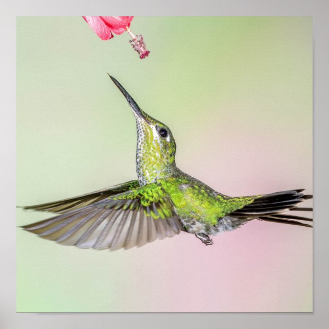 Green Hummingbird Flying Prettily Poster (Front)