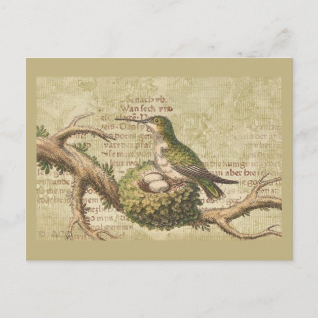 Green Hummingbird Nest Eggs Branch Postcard (Front)