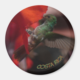 Green Hummingbird on Orange Flower Cust. Magnet