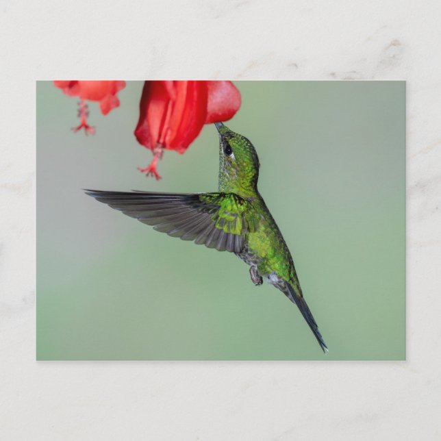 Green Hummingbird & Red Flower Postcard (Front)