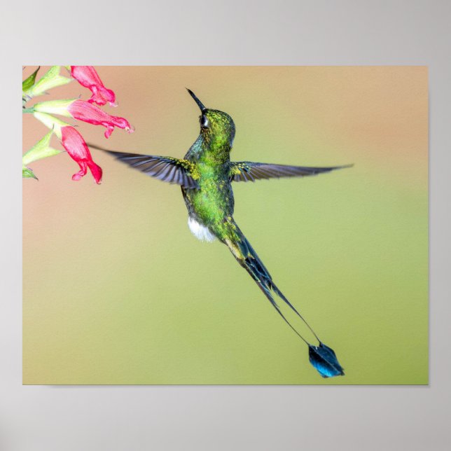 Green Hummingbird with Long Tail Feathers Poster (Front)