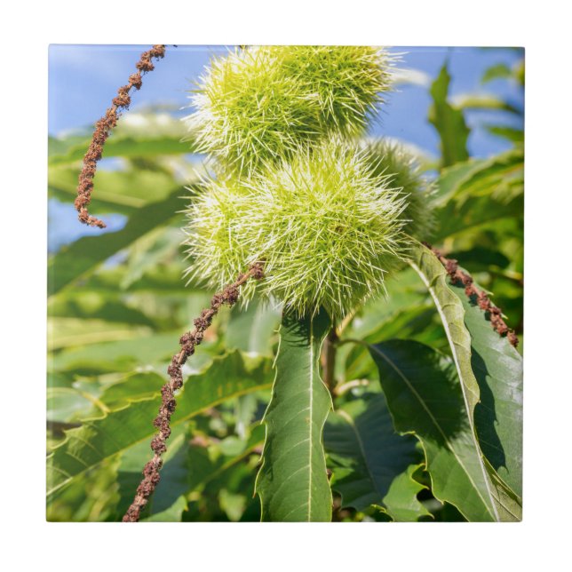 Green husks and leaves of sweet chestnut tree ceramic tile (Front)