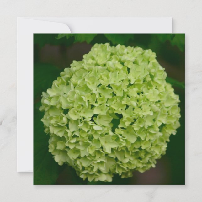 Green Hydrangea Invitations (Front)