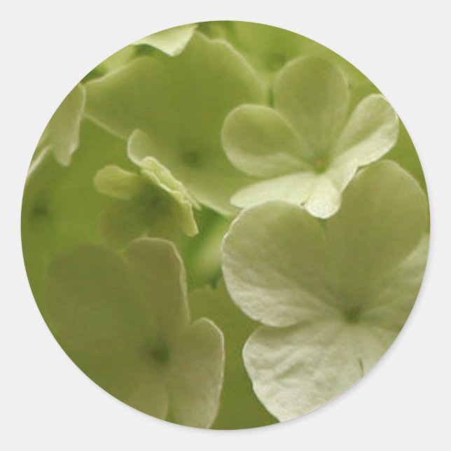 Green Hydrangea Sticker (Front)