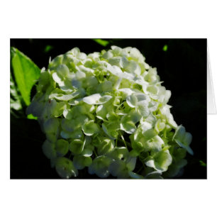 Green Hydrangeas Flowers
