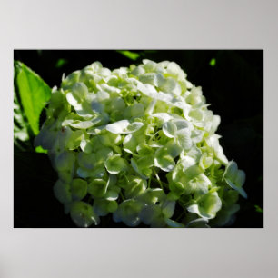 Green Hydrangeas Flowers Poster