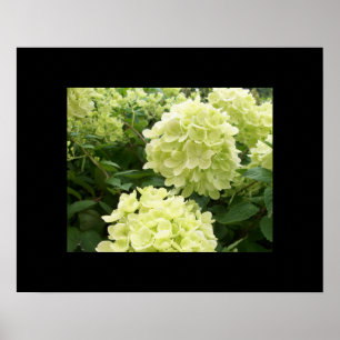 Green Hydrangeas Poster