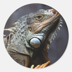 Green Iguana Classic Round Sticker