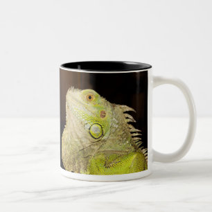 Green Iguana(Iguana Iguana) Two-Tone Coffee Mug