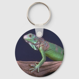 Green iguana key ring
