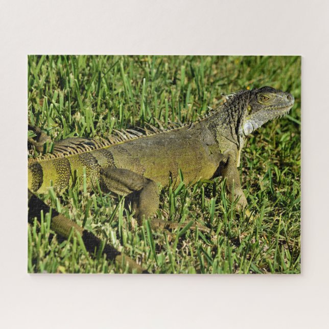 Green Iguana Lizard in Grass Jigsaw Puzzle (Horizontal)