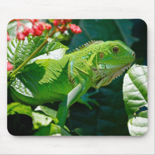 Green Iguana Lizard Mouse Pad