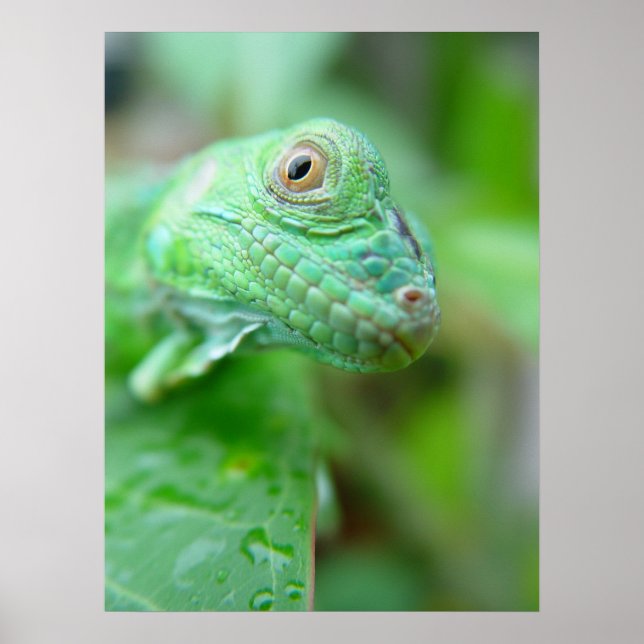 Green Iguana Lizard Reptile On Leaf Poster (Front)