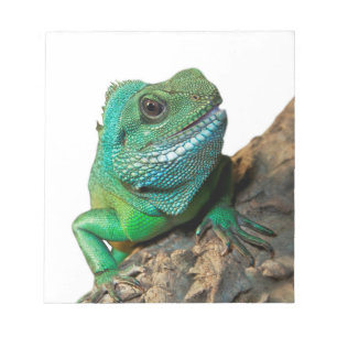 Green iguana notepad