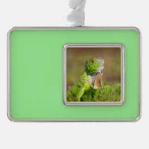 Green Iguana Portrait Reptile Photography Silver Plated Framed Ornament