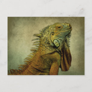 Green Iguana Postcard