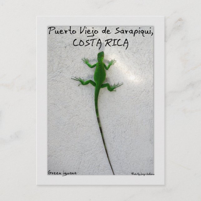 Green iguana postcard (Front)