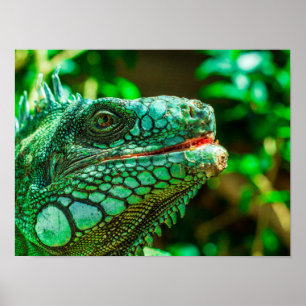 Green Iguana Poster