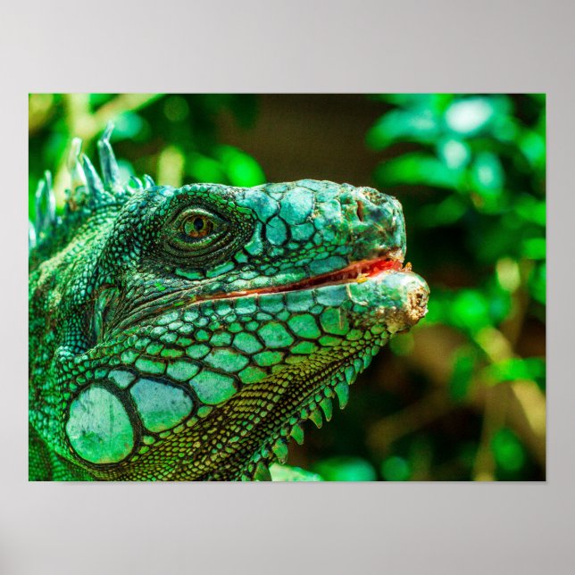 Green Iguana Poster (Front)