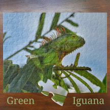 Green Iguana Reptile in the Wild Photographic