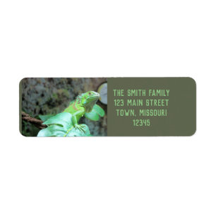 Green iguana return address label