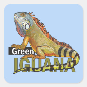 green iguana square sticker