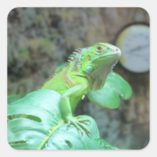 Green iguana Square Sticker