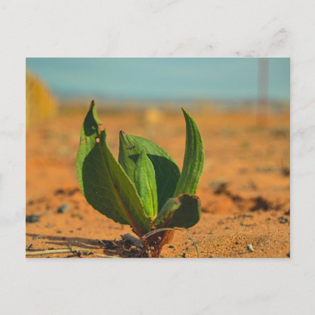 Green in the desert postcard (Front)