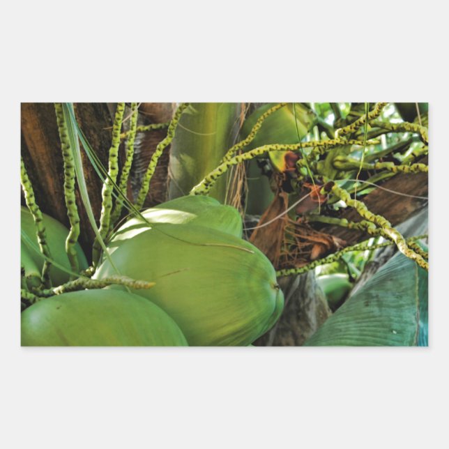 Green Island Coconuts Palm Tree Rectangular Sticker (Front)