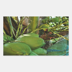 Green Island Coconuts Palm Tree Rectangular Sticker