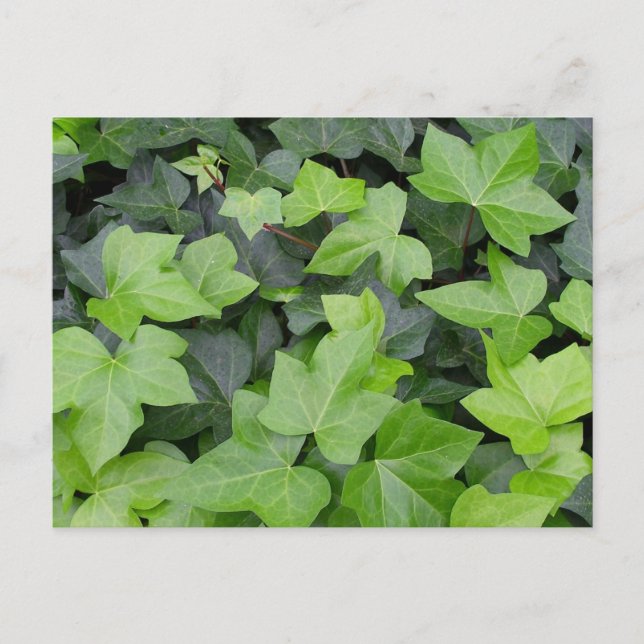 Green Ivy Botanical Print Postcard (Front)